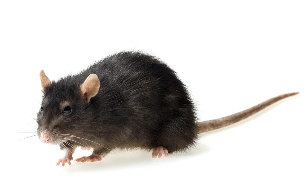 topi o ratti in casa - topo nero 