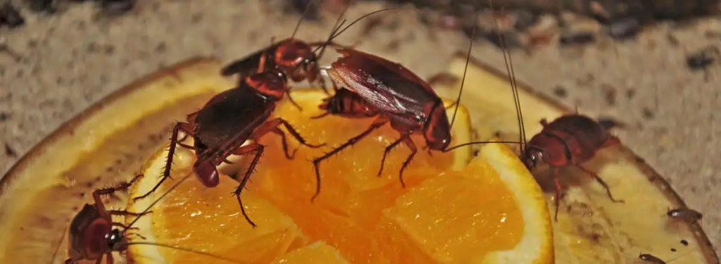 cosa mangiano blatte e scarafaggi - scarafaggi sopra ad un'arancia 