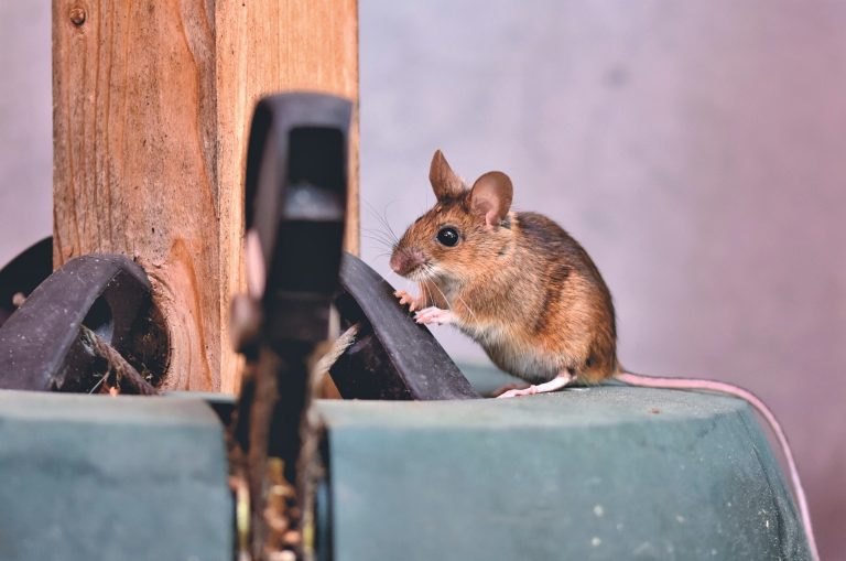 invasione di topi in casa - EdiliziAcrobatica Multiservizi