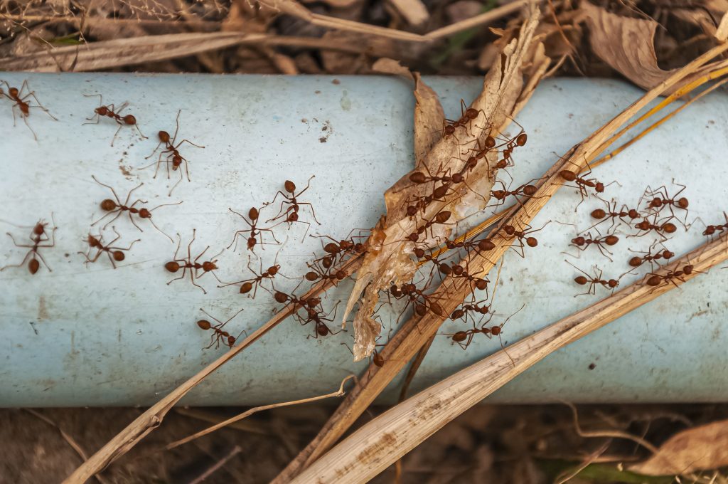 Eliminare le formiche in casa - quali sono i metodi migliori? - EdiliziAcrobatica